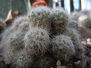 Archivo:Mammillaria baumii 03