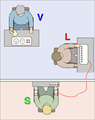 Milgram Experiment