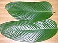 Moimoi