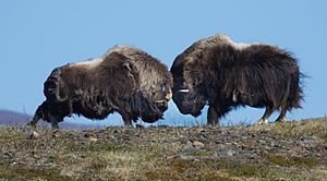 Archivo:Musk Ox (Ovibos moschatus) Bulls Head Butting (51301356310)