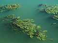 Noblejas.vegetation.river.tagus