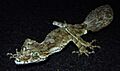 Northern Leaf-Tailed Gecko