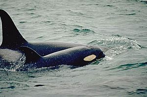 Archivo:Orca mother calf