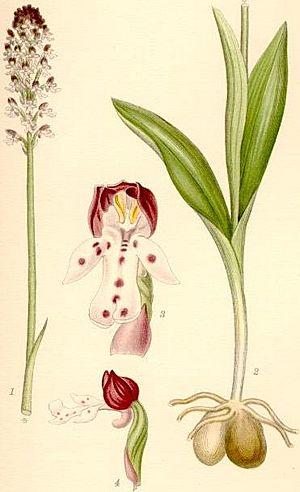 Archivo:Orchis ustulata krutbrännare