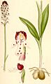 Orchis ustulata krutbrännare