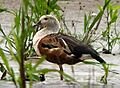 Orinoco Goose by Roar.Johansen