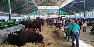 Archivo:Pabellón de vacunos en la Feria de Zafra, Badajoz (2019)