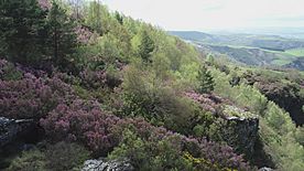 Archivo:Paisaje y vegetación en la ladera oeste de la sierra 