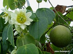 Passiflora guatemalensis S. Watson.JPG