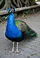 Pavo cristatus Campo Grande