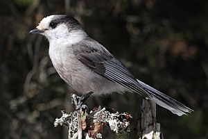 Archivo:Perisoreus canadensis mercier2