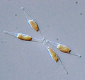 Phaeodactylum tricornutum