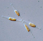 Archivo:Phaeodactylum tricornutum