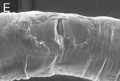Piel C. elegans Cutic Epiderm
