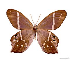 Pierella hyalinus hyalinus MHNT ventre.jpg