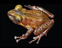 Pristimantis imthurni male (holotype) A.jpg