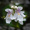 Prostanthera lasianthos flowers