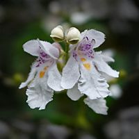 Archivo:Prostanthera lasianthos flowers