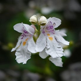 Archivo:Prostanthera lasianthos flowers