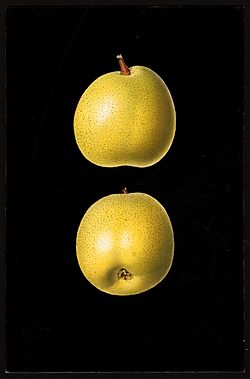 Archivo:Pyrus ussuriensis fruit