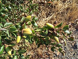 Archivo:Quercus agrifolia-1
