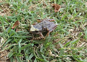 Archivo:Ranita uruguaya (Scinax uruguayus), Uruguay, 2022