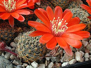 Archivo:Rebutia pygmaea1d.MW