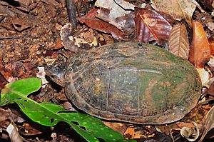 Archivo:Scorpion Mud Turtle (Kinosternon scorpioides)? (9607067983)