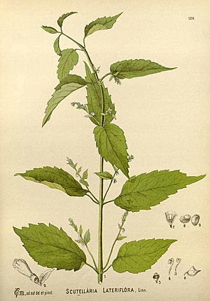 Archivo:Scutellaria lateriflora00