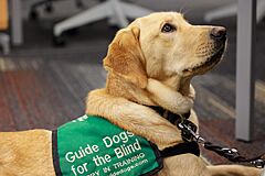 Archivo:Service dogs 20181212-Library-52 (46753606291)