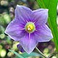 Solanum avicular Chatswood
