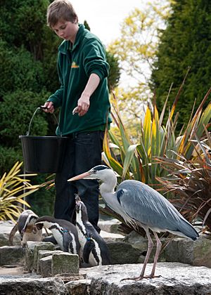 Archivo:Spheniscus humboldti -Birdworld, Farnham, Surrey, England -zoo keeper-8a