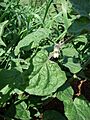 Starr 061225-2954 Physalis peruviana