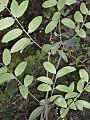 Symplocos thwaitesii foliage
