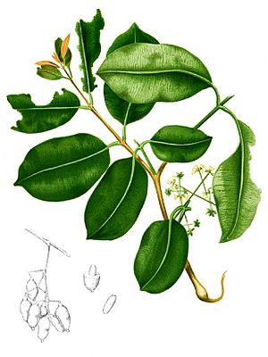 Archivo:Syzygium cumini Blanco1.174-cropped