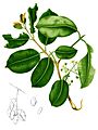 Syzygium cumini Blanco1.174-cropped