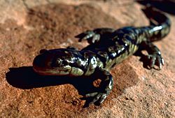 Archivo:Tiger salamander