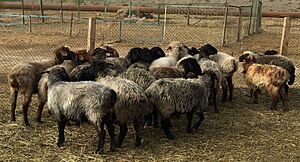 Archivo:Turkmen sheep