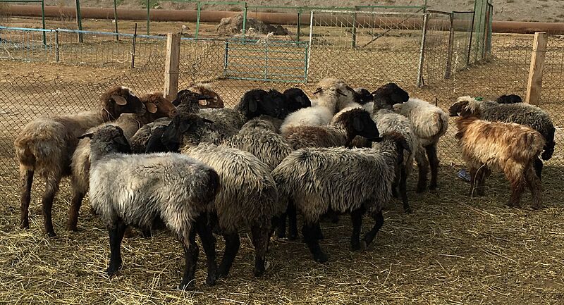 Turkmen sheep