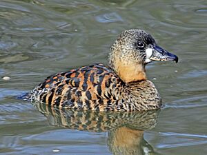 Archivo:White-backed Duck RWD2