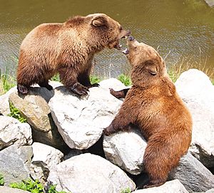 Archivo:Wildpark Poing - fighting bears