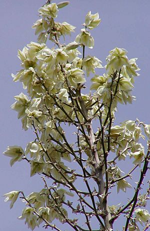 Archivo:Yucca elata flowers