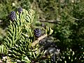 Abies lasiocarpa 15846