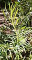 Adenanthos detmoldii foliage