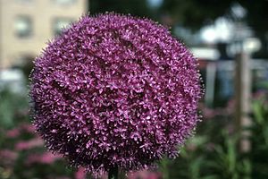 Archivo:Allium giganteum WPC
