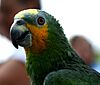 Amazona amazonica -upper body-4-3c.jpg