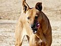 American Dingo aka Carolina Dog1
