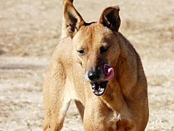 Archivo:American Dingo aka Carolina Dog1
