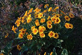 Arrowleaf balsamroot 0023.jpg