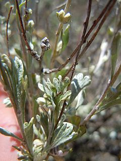 Archivo:Artemisia arbuscula (6104126584)